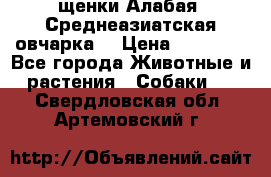 щенки Алабая (Среднеазиатская овчарка) › Цена ­ 15 000 - Все города Животные и растения » Собаки   . Свердловская обл.,Артемовский г.